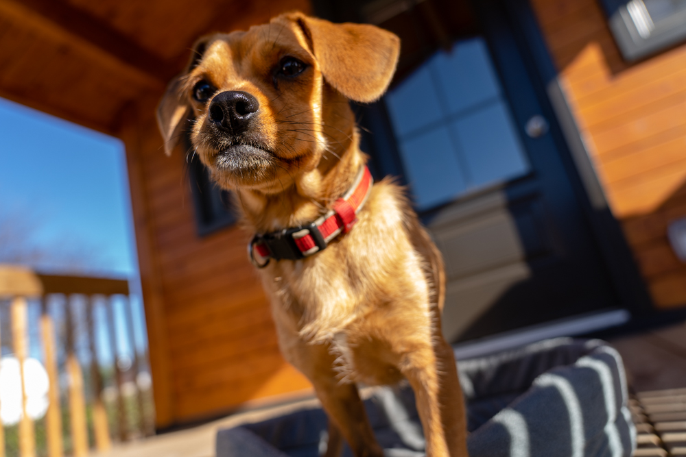 les chiens sont admis dans les prêts-à-camper camping de l'ile